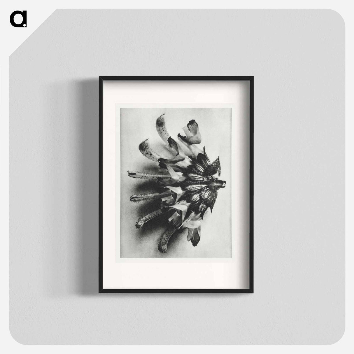 Salvia argentea - Karl Blossfeldt Poster.