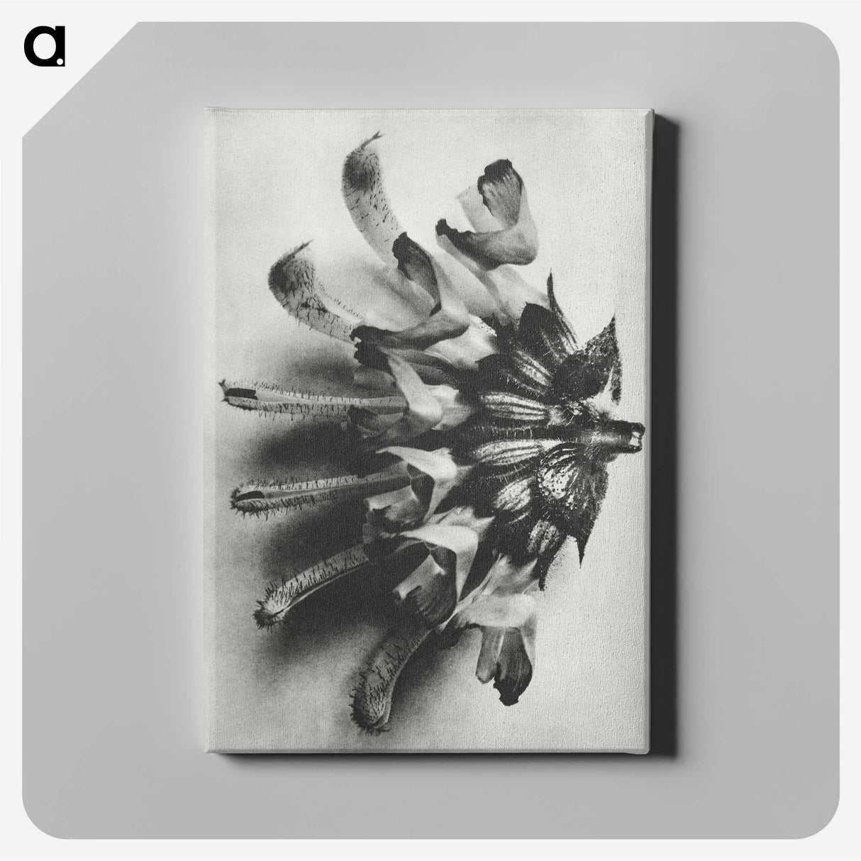 2-2_Karl-Blossfeldt_canvas
