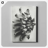 2-2_Karl-Blossfeldt_canvas