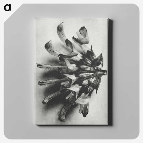 2-2_Karl-Blossfeldt_canvas