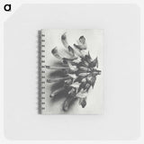 2-2_Karl-Blossfeldt_memo