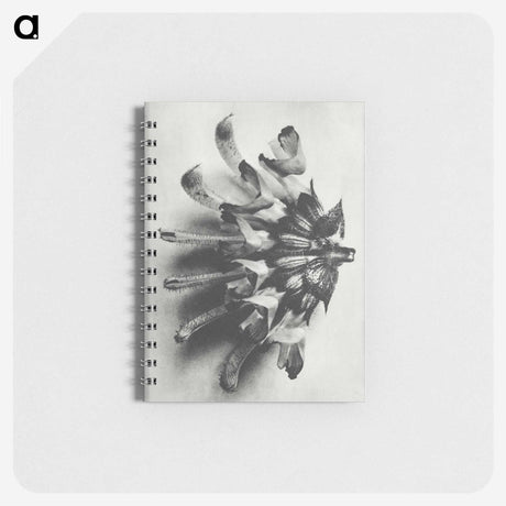 2-2_Karl-Blossfeldt_memo
