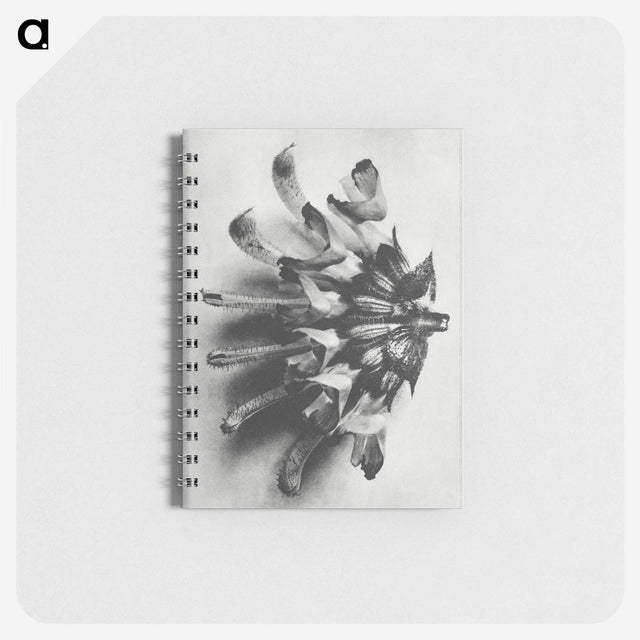 2-2_Karl-Blossfeldt_memo