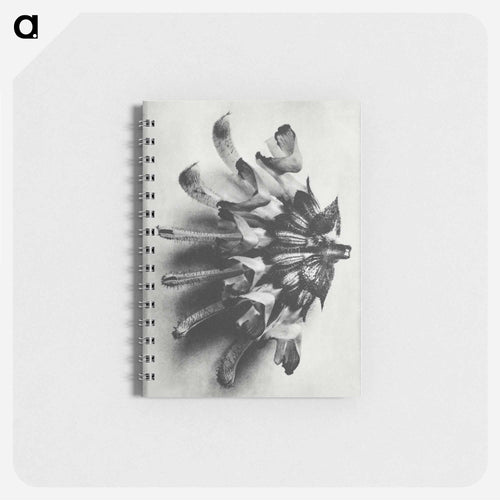 Salvia argentea - カール ブロスフェルト Memo.