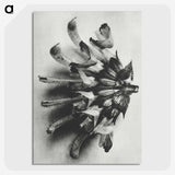 2-2_Karl-Blossfeldt_picture-crop
