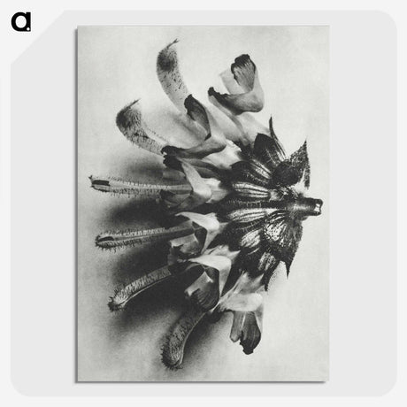 2-2_Karl-Blossfeldt_picture-crop