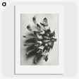 2-2_Karl-Blossfeldt_picture