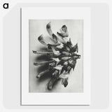 2-2_Karl-Blossfeldt_picture
