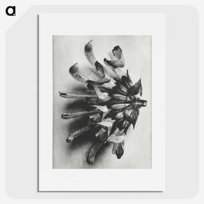 2-2_Karl-Blossfeldt_picture
