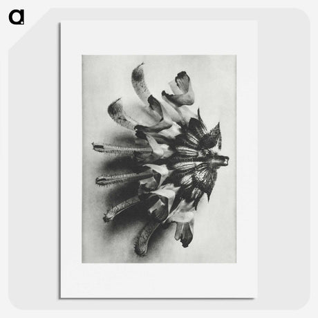 2-2_Karl-Blossfeldt_picture