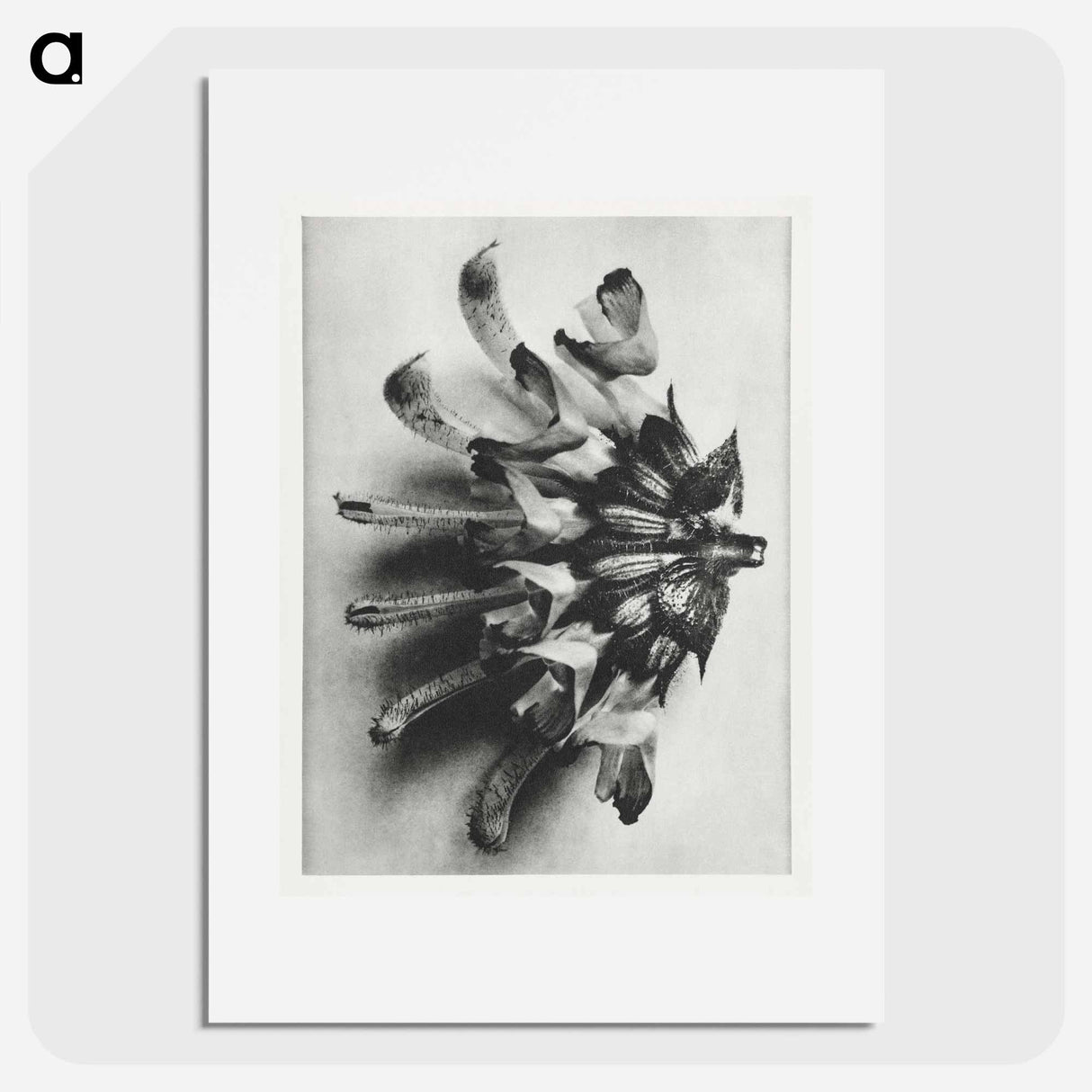 Salvia argentea - Karl Blossfeldt Poster.