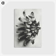 2-2_Karl-Blossfeldt_postcard