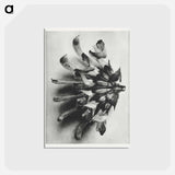 アートポストカード-Salvia argentea - カール ブロスフェルト Postcard.