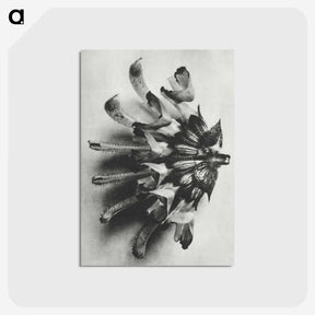 2-2_Karl-Blossfeldt_postcard