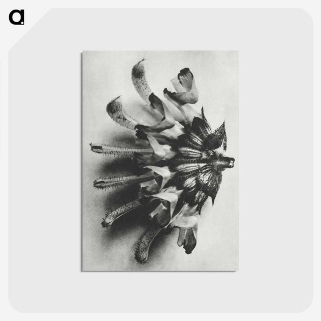 2-2_Karl-Blossfeldt_postcard