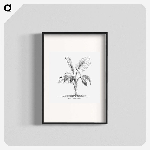 2-2_Les-Palmiers-Histoire-Iconographique_blk