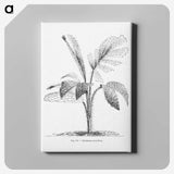 2-2_Les-Palmiers-Histoire-Iconographique_canvas