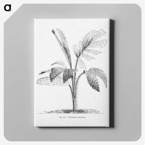 2-2_Les-Palmiers-Histoire-Iconographique_canvas
