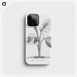 2-2_Les-Palmiers-Histoire-Iconographique_phone