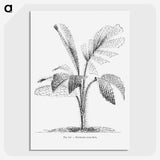 2-2_Les-Palmiers-Histoire-Iconographique_picture-crop