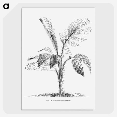 2-2_Les-Palmiers-Histoire-Iconographique_picture-crop