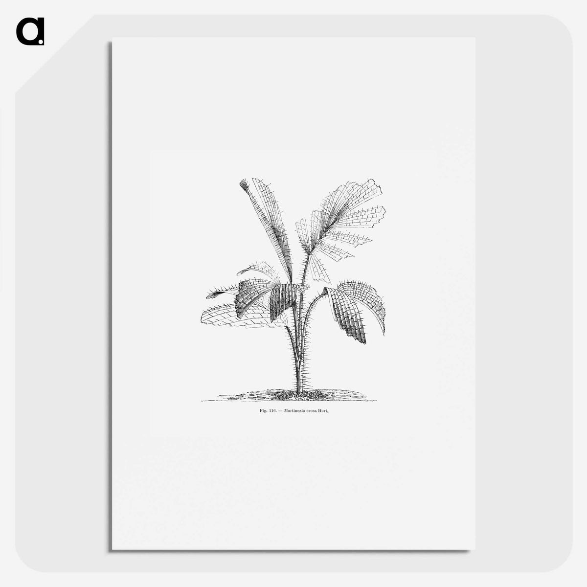 2-2_Les-Palmiers-Histoire-Iconographique_picture