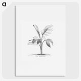 2-2_Les-Palmiers-Histoire-Iconographique_picture