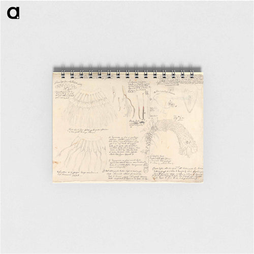 Ensete ventricosum
 - ルイージ バルガーニ Memo.