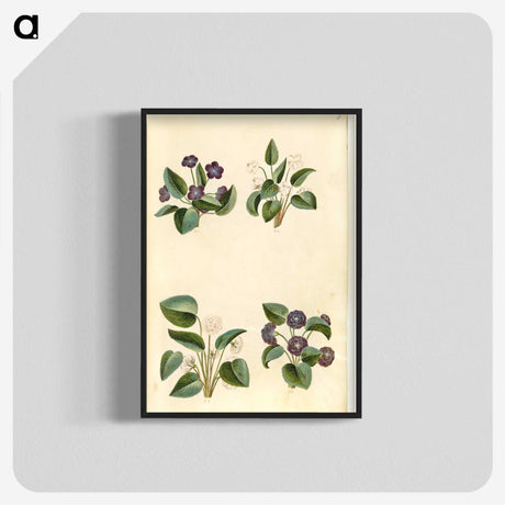 2-2_Maria-Sibylla-Merian_blk-crop