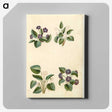 2-2_Maria-Sibylla-Merian_canvas