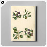 2-2_Maria-Sibylla-Merian_canvas