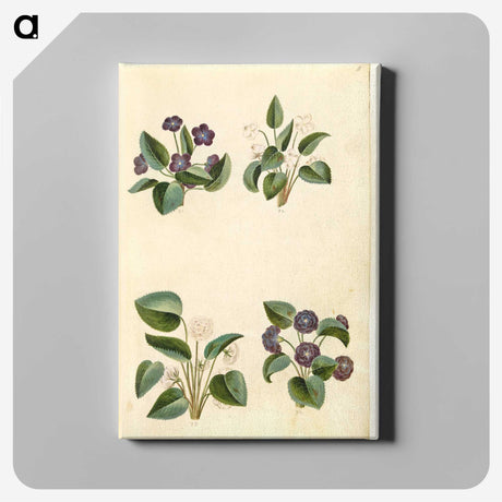 2-2_Maria-Sibylla-Merian_canvas