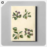 アートパネル-Viola odorata
 - マリア ジビーラ メーリアン Canvas.