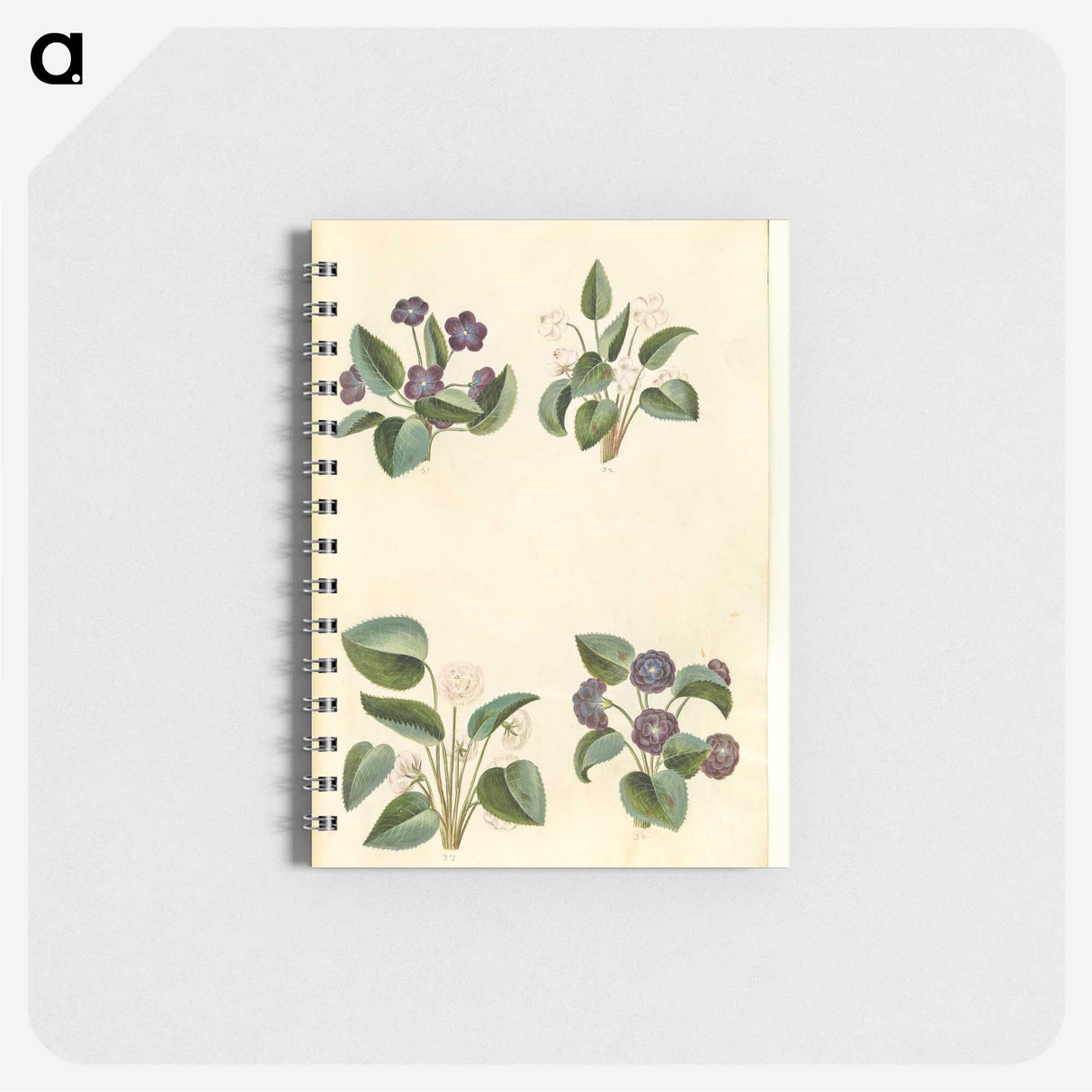 2-2_Maria-Sibylla-Merian_memo