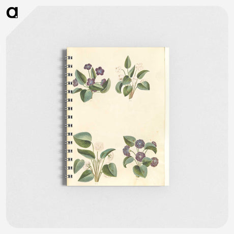 2-2_Maria-Sibylla-Merian_memo