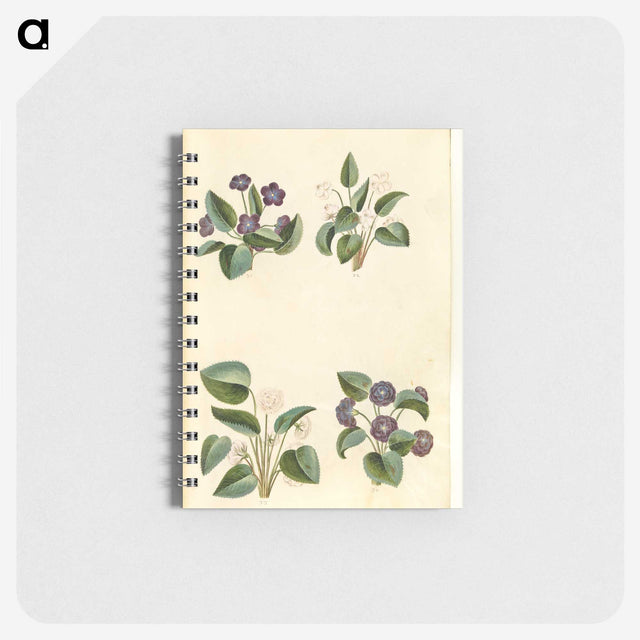 2-2_Maria-Sibylla-Merian_memo