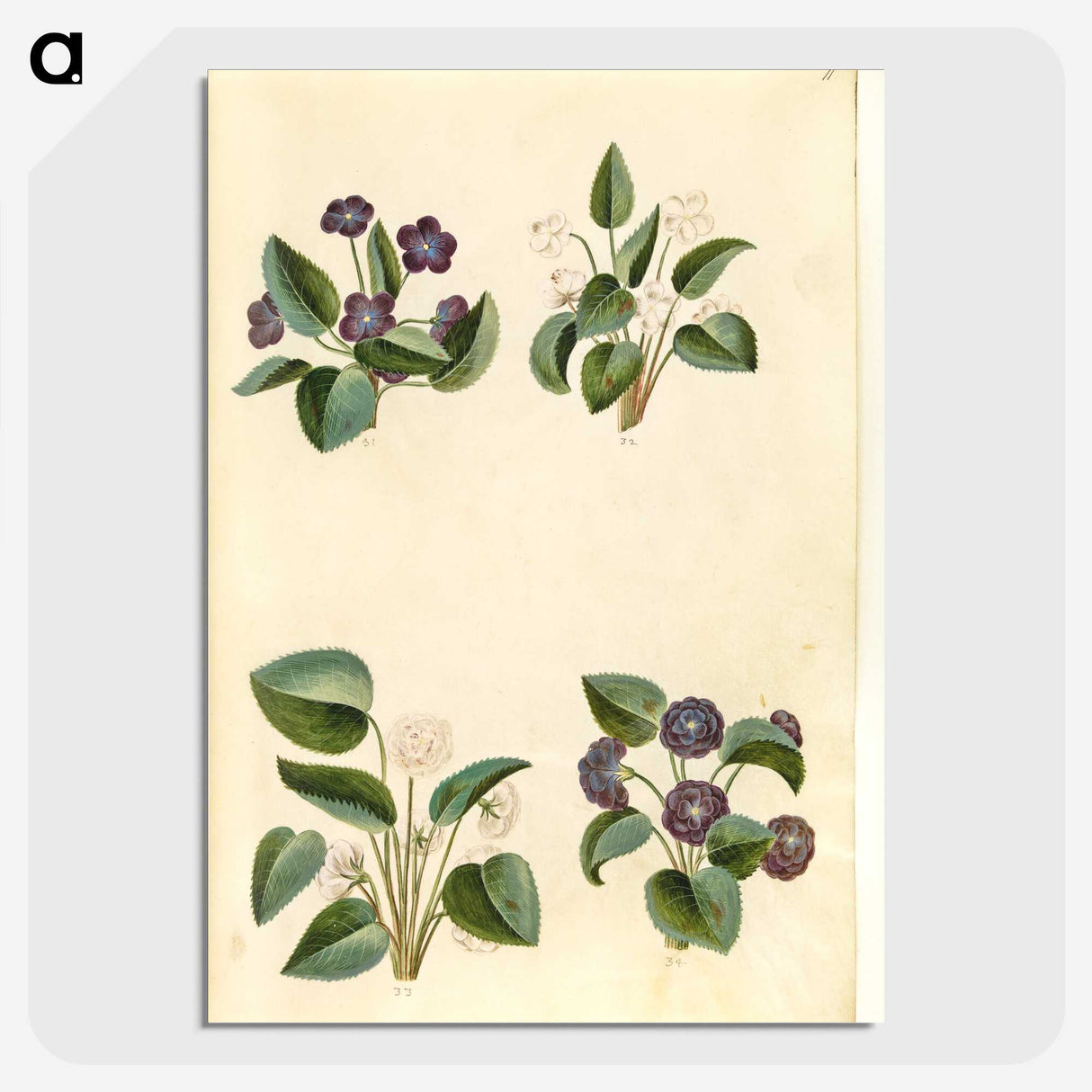 2-2_Maria-Sibylla-Merian_picture-crop