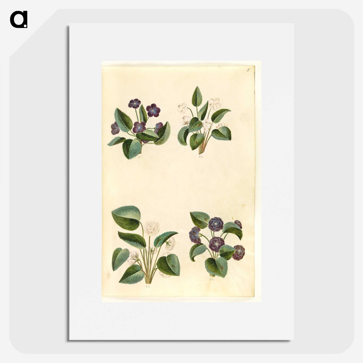 2-2_Maria-Sibylla-Merian_picture