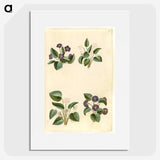 2-2_Maria-Sibylla-Merian_picture