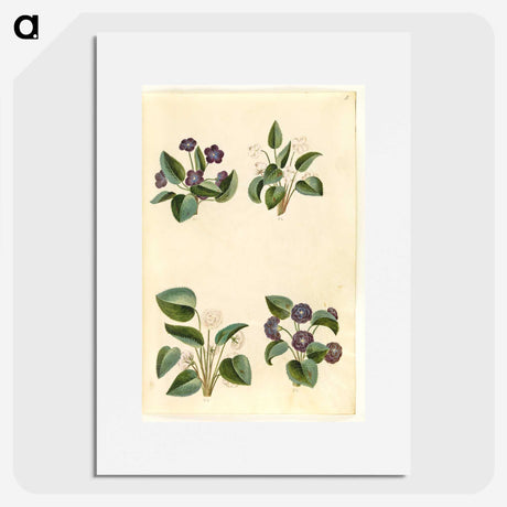 2-2_Maria-Sibylla-Merian_picture