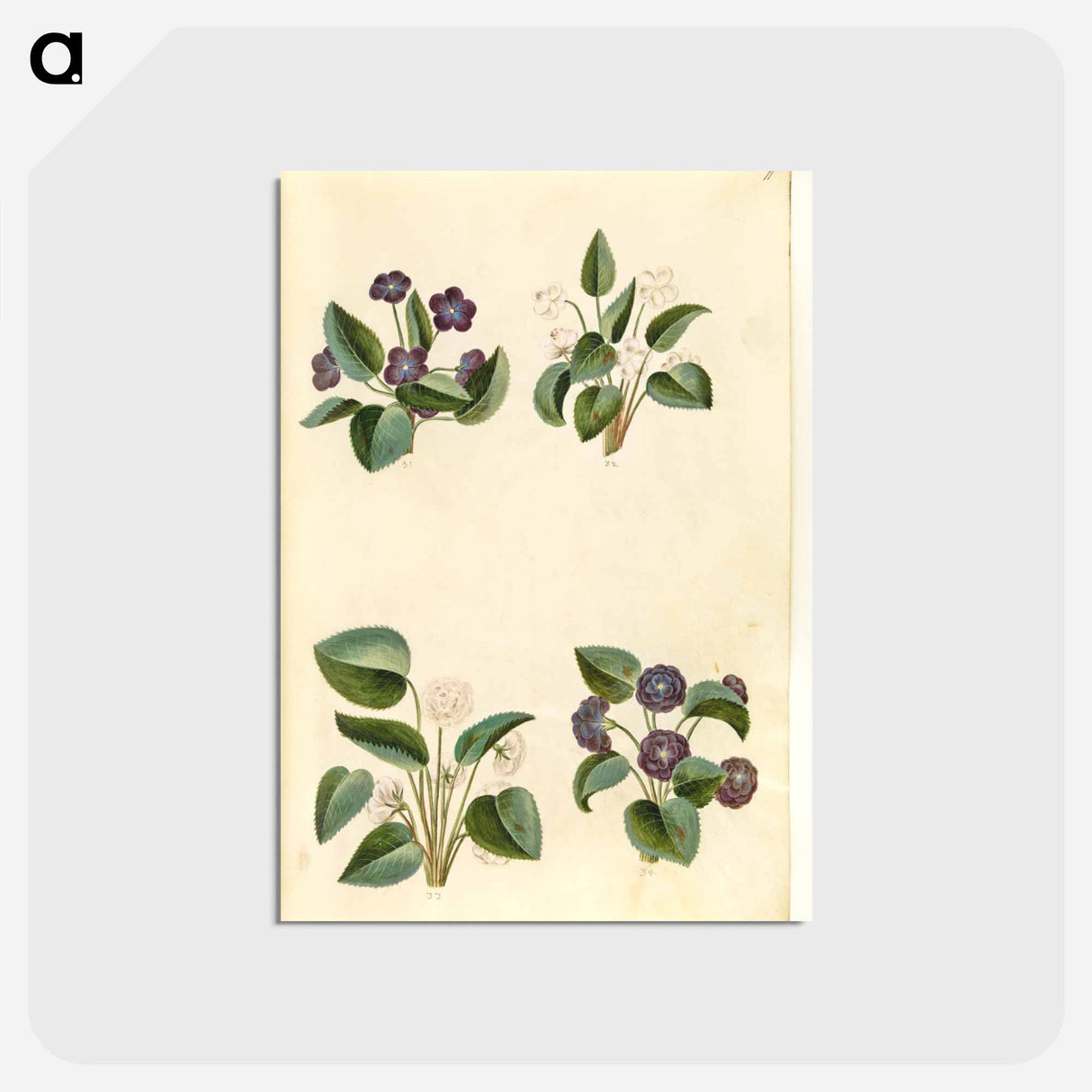 アートポストカード-Viola odorata
 - マリア ジビーラ メーリアン Postcard.