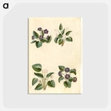 アートポストカード-Viola odorata
 - マリア ジビーラ メーリアン Postcard.