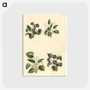 2-2_Maria-Sibylla-Merian_postcard