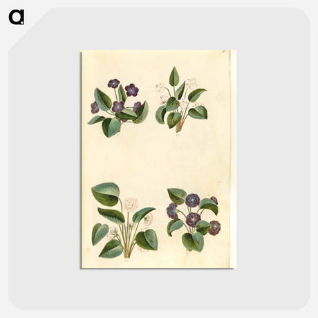 アートポストカード-Viola odorata
 - マリア ジビーラ メーリアン Postcard.