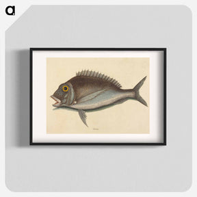 アートポスター-The Porgy
 - マーク ケイツビー Poster.