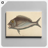 2-2_Mark-Catesby_canvas