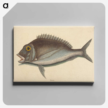 2-2_Mark-Catesby_canvas