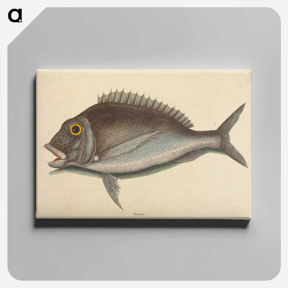 アートパネル-The Porgy
 - マーク ケイツビー Canvas.