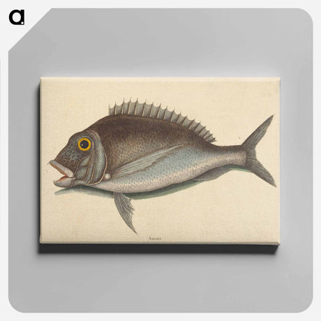 アートパネル-The Porgy
 - マーク ケイツビー Canvas.