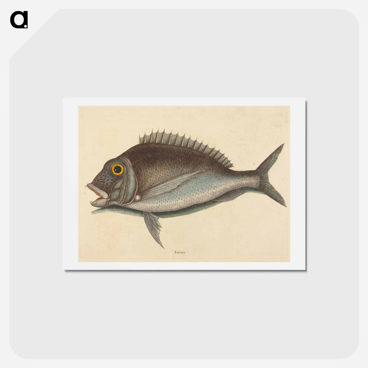 アートポストカード-The Porgy
 - マーク ケイツビー Postcard.